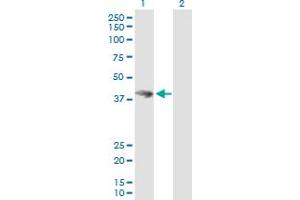 Western Blot analysis of HOMER3 expression in transfected 293T cell line by HOMER3 MaxPab polyclonal antibody. (HOMER3 抗体  (AA 1-361))