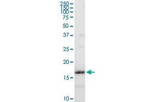 IFITM3 MaxPab rabbit polyclonal antibody. (IFITM3 抗体  (AA 1-133))