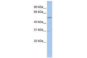 WB Suggested Anti-GNAL Antibody Titration: 0. (GNAL 抗体  (C-Term))