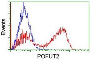 Image no. 1 for anti-Protein O-Fucosyltransferase 2 (POFUT2) antibody (ABIN1500324) (POFUT2 抗体)