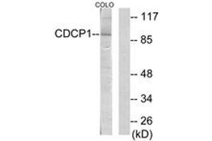 Western Blotting (WB) image for anti-CUB Domain Containing Protein 1 (CDCP1) (AA 691-740) antibody (ABIN2889762) (CDCP1 抗体  (AA 691-740))