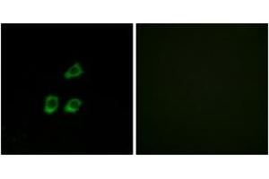 Immunofluorescence (IF) image for anti-Chloride Channel 4 (CLCN4) (AA 221-270) antibody (ABIN2890212) (CLCN4 抗体  (AA 221-270))