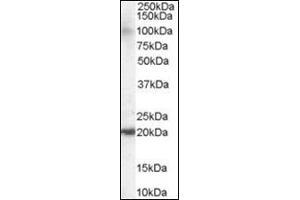 Antibody staining (0. (ARL6IP5 抗体  (C-Term))