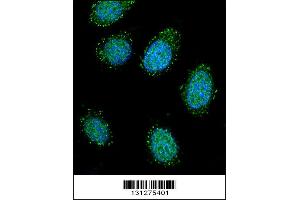 Confocal immunofluorescent analysis of DTNA Antibody with 293 cell followed by Alexa Fluor 488-conjugated goat anti-rabbit lgG (green). (DTNA 抗体  (C-Term))