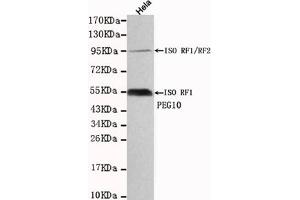 Western blot detection of PEG10 in Hela cell lysates using PEG10 mouse mAb (1:1000 diluted). (PEG10 抗体)