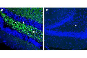 Expression of SV2A in mouse hippocampusImmunohistochemical staining of perfusion-fixed frozen mouse brain sections using Anti-SV2A Antibody (ABIN7581988), (1:300), followed by goat anti-rabbit-AlexaFluor-488. (SV2A 抗体  (Intracellular))