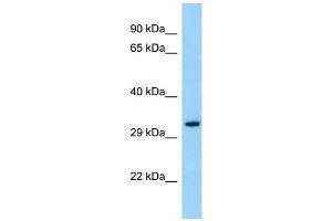 Host: Rabbit Target Name: OR3A1 Sample Type: ACHN Whole cell lysates Antibody Dilution: 1.