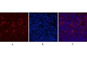 Immunofluorescence analysis of mouse spleen tissue. (CD68 抗体)
