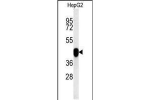 Western blot analysis in HepG2 cell line lysates (15ug/lane). (PON2 抗体  (AA 74-101))
