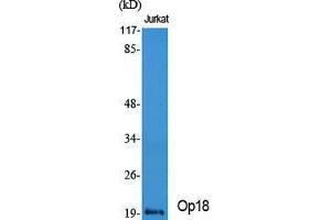 Western Blot (WB) analysis of specific cells using Op18 Polyclonal Antibody. (Stathmin 1 抗体  (Ser732))