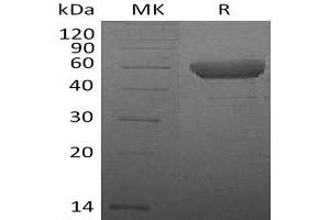 Western Blotting (WB) image for Cytotoxic T-Lymphocyte-Associated Protein 4 (CTLA4) (Active) protein (Fc Tag) (ABIN7320510)