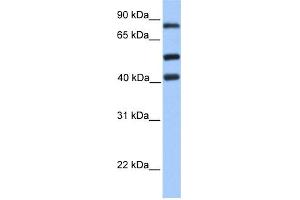 WB Suggested Anti-HCFC2 Antibody Titration:  0.