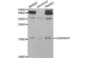 Western blot analysis of extracts of various cell lines, using GABARAP antibody (ABIN5973270) at 1/1000 dilution. (GABARAP 抗体)