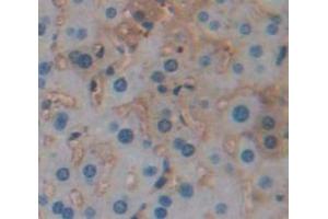 IHC-P analysis of Mouse Tissue, with DAB staining. (SERPINA12 抗体  (AA 71-148))