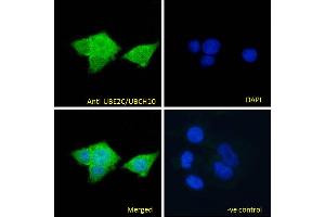 ABIN184805 Immunofluorescence analysis of paraformaldehyde fixed MCF7 cells, permeabilized with 0. (UBE2C 抗体  (C-Term))