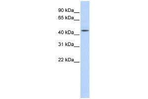 AHCY antibody used at 1 ug/ml to detect target protein. (AHCY 抗体  (N-Term))