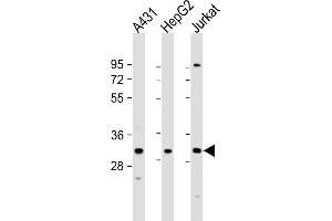 All lanes : Anti-LY6G6F Antibody (N-term) at 1:1000 dilution Lane 1: A431 whole cell lysate Lane 2: HepG2 whole cell lysate Lane 3: Jurkat whole cell lysate Lysates/proteins at 20 μg per lane. (LY6G6F 抗体  (N-Term))