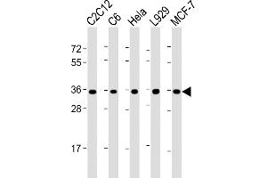 All lanes : Anti-PCNA Antibody (C-term) at 1:2000 dilution Lane 1: C2C12 whole cell lysate Lane 2: C6 whole cell lysate Lane 3: Hela whole cell lysate Lane 4:  whole cell lysate Lane 5: MCF-7 whole cell lysate Lysates/proteins at 20 μg per lane. (PCNA 抗体  (C-Term))