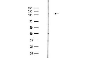 anti-Exocyst Complex Component 1 (EXOC1) (N-Term) antibody