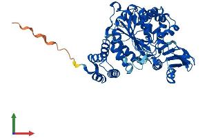 Protein Structure (PS) image for Thymidine Phosphorylase (TYMP) (AA 1-471) protein (His tag) (ABIN7560431)