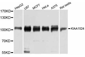 Western blot analysis of extracts of various cell lines, using KIAA1524 antibody (ABIN6290969) at 1:3000 dilution. (KIAA1524 抗体)