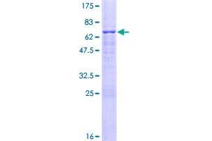 USF2 Protein (AA 1-346) (GST tag)