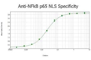 ELISA results of purified Rabbit anti-NFkB p65 NLS Specific Antibody tested against BSA-conjugated peptide of immunizing peptide. (NF-kB p65 抗体)