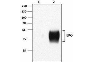 Western Blotting (WB) image for anti-Erythropoietin (EPO) antibody (ABIN2664955) (EPO 抗体)