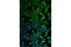 Immunofluorescence analysis of HeLa cells using NPRL2 antibody.