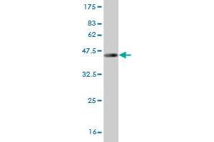 Western Blot detection against Immunogen (43. (Relaxin 1 抗体  (AA 27-185))