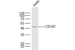 Mouse brain lysates probed with CD147 Polyclonal Antibody, unconjugated  at 1:300 overnight at 4°C followed by a conjugated secondary antibody at 1:10000 for 60 minutes at 37°C. (CD147 抗体  (AA 301-385))