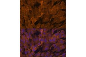 Immunofluorescence (IF) image for anti-Signal Transducing Adaptor Molecule (SH3 Domain and ITAM Motif) 2 (STAM2) (AA 376-525) antibody (ABIN6148550)