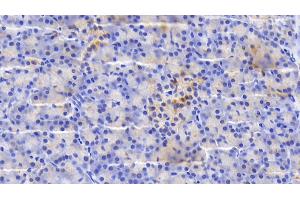 Detection of SDF2L1 in Human Pancreas Tissue using Polyclonal Antibody to Stromal Cell Derived Factor 2 Like Protein 1 (SDF2L1) (SDF2L1 抗体  (AA 29-213))