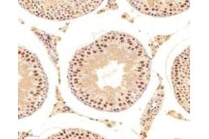 Immunohistochemistry analysis of paraffin-embedded mouse testis using,DAZAP1 (ABIN7073691) at dilution of 1: 6000 (DAZAP1 抗体)