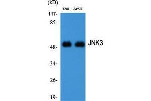 Western Blot (WB) analysis of specific cells using JNK3 Polyclonal Antibody. (MAPK10 抗体  (C-Term))
