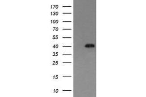 Image no. 1 for anti-Mitogen-Activated Protein Kinase 13 (MAPK13) antibody (ABIN1499962) (MAPK13 抗体)