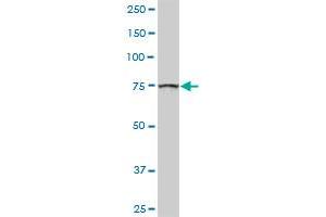 GOLGA5 MaxPab rabbit polyclonal antibody. (GOLGA5 抗体  (AA 1-731))