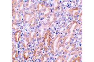 Immunohistochemistry of Dffb in mouse kidney tissue with Dffb polyclonal antibody  at 1 ug/mL . (DFFB 抗体  (AA 314-329))
