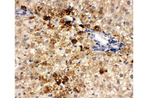 Anti-HNF6 antibody, IHC(P) IHC(P): Rat Liver Tissue (ONECUT1 抗体  (N-Term))