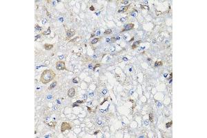 Immunohistochemistry of paraffin-embedded rat brain using BCS1L antibody. (BCS1L 抗体  (AA 33-240))