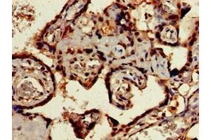 Immunohistochemistry (IHC) image for anti-Sialic Acid Binding Ig-Like Lectin 7 (SIGLEC7) (AA 377-467) antibody (ABIN7169566)