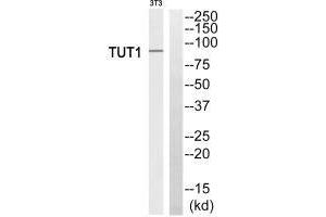 Western blot analysis of extracts from 3T3 cells, using TUT1 antiobdy. (TUT1 抗体)