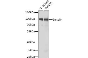 Western blot analysis of extracts of various cell lines, using Gelsolin antibody (ABIN3017054, ABIN3017055, ABIN3017056 and ABIN6219932) at 1:1000 dilution. (Gelsolin 抗体  (AA 543-782))