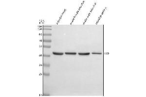Western blot analysis of EED using anti-EED antibody (AZQ566T0).