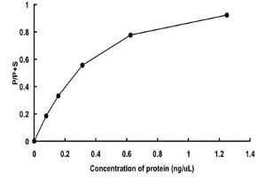 Image no. 1 for Casein Kinase 1, delta (CSNK1D) (AA 1-294) (Active) protein (GST tag) (ABIN5569584) (Casein Kinase 1 delta Protein (AA 1-294) (GST tag))