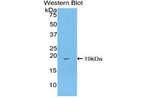Western Blotting (WB) image for anti-Fatty Acid Binding Protein 2, Intestinal (FABP2) (AA 2-132) antibody (ABIN3208390) (FABP2 抗体  (AA 2-132))
