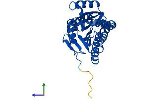 Protein Structure (PS) image for Hydroxyprostaglandin Dehydrogenase 15-(NAD) (HPGD) (AA 1-266) protein (His tag) (ABIN7550682)