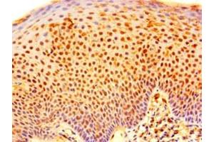Immunohistochemistry of paraffin-embedded human tonsil tissue using ABIN7151164 at dilution of 1:100 (RNF182 抗体  (AA 1-160))