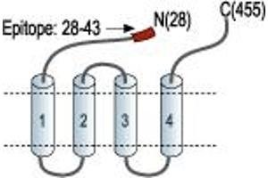 gamma-aminobutyric Acid (GABA) A Receptor, alpha 1 (GABRA1) peptide