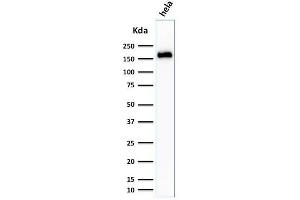 Western Blot Analysis of HeLa cell lysate using Podocalyxin Mouse Monoclonal Antibody (3D3). (PODXL 抗体  (Extracellular Domain))